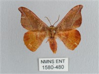 銀端帶鉤蛾藏品圖，第1張