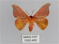 銀端帶鉤蛾藏品圖，第2張