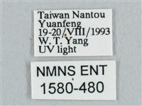 銀端帶鉤蛾藏品圖，第3張