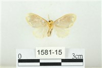 黑翅黃毒蛾藏品圖，第2張