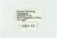 黑翅黃毒蛾藏品圖，第3張