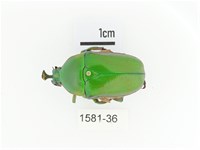 臺灣扇角金龜藏品圖，第1張