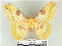 黃豹天蠶蛾藏品圖，第1張