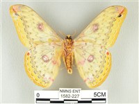 黃豹天蠶蛾藏品圖，第2張