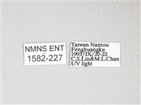 黃豹天蠶蛾藏品圖，第3張