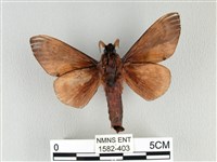 大褐斑枯葉蛾藏品圖，第2張