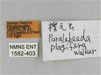 大褐斑枯葉蛾藏品圖，第3張