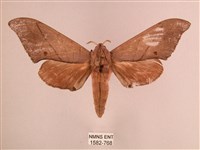 直翅六點天蛾藏品圖，第1張