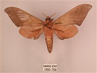 直翅六點天蛾藏品圖，第2張