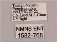 直翅六點天蛾藏品圖，第3張