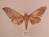 直翅六點天蛾藏品圖，第1張