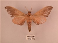 直翅六點天蛾藏品圖，第2張