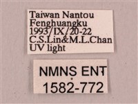 直翅六點天蛾藏品圖，第3張