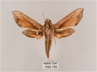 斜綠天蛾藏品圖，第1張