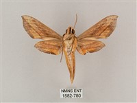 斜綠天蛾藏品圖，第2張