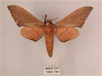 直翅六點天蛾藏品圖，第2張