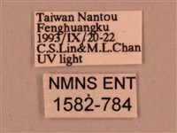 直翅六點天蛾藏品圖，第3張