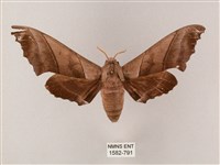 齒翅三線天蛾藏品圖，第1張