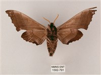 齒翅三線天蛾藏品圖，第2張