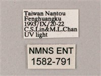 齒翅三線天蛾藏品圖，第3張