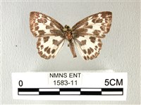 白弄蝶藏品圖，第1張