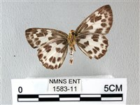 白弄蝶藏品圖，第2張