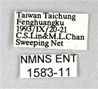 白弄蝶藏品圖，第3張