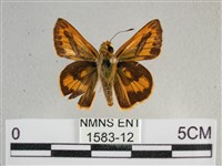 竹橙斑弄蝶藏品圖，第1張