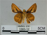 竹橙斑弄蝶藏品圖，第2張