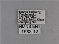 竹橙斑弄蝶藏品圖，第3張