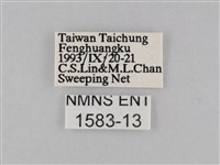 密紋波眼蝶藏品圖，第3張