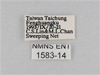 褐翅蔭眼蝶藏品圖，第3張