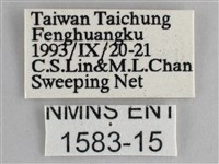 細帶環蛺蝶藏品圖，第3張