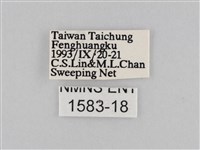 褐翅蔭眼蝶藏品圖，第3張