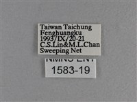 長紋黛眼蝶藏品圖，第3張