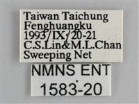 藍紋鋸眼蝶藏品圖，第3張