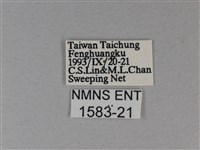 白裳貓蛺蝶藏品圖，第3張