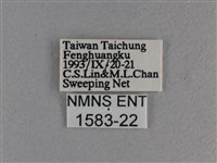 黃豹盛蛺蝶藏品圖，第3張