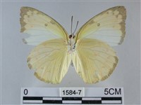 遷粉蝶、淡黃蝶藏品圖，第2張