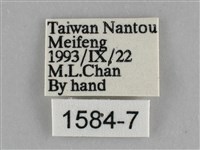 遷粉蝶、淡黃蝶藏品圖，第3張