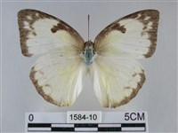 遷粉蝶、淡黃蝶藏品圖，第1張