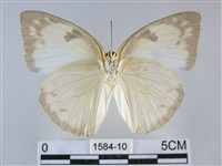 遷粉蝶、淡黃蝶藏品圖，第2張