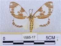 後凸蝶燈蛾藏品圖，第1張