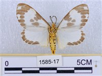 後凸蝶燈蛾藏品圖，第2張