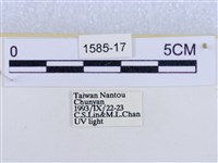 後凸蝶燈蛾藏品圖，第3張