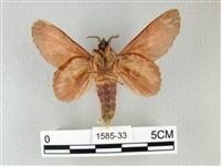 島嶼枯葉蛾藏品圖，第2張