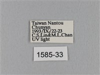 島嶼枯葉蛾藏品圖，第3張