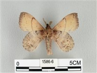 黃斑枯葉蛾藏品圖，第2張