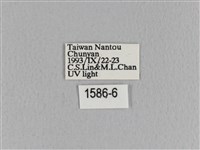 黃斑枯葉蛾藏品圖，第3張