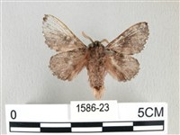 銀肩枯葉蛾藏品圖，第2張